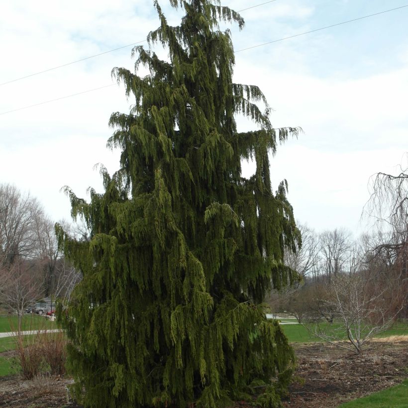 Chamaecyparis nootkatensis Pendula - Cyprès de Nootka pleureur (Port)