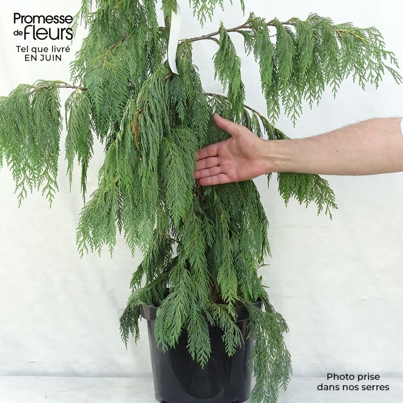 Spécimen de Chamaecyparis nootkatensis Pendula - Cyprès de Nootka pleureur Pot de 7,5L/10L tel que livré en été