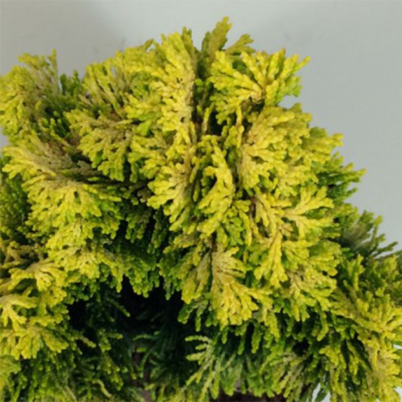 Chamaecyparis obtusa Andorra - Faux cyprès hinoki du Japon                    (Feuillage)