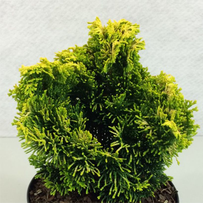 Chamaecyparis obtusa Andorra - Faux cyprès hinoki du Japon                    (Port)