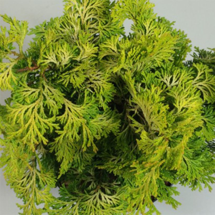 Chamaecyparis obtusa Aurea - Faux cyprès hinoki du Japon                      (Feuillage)