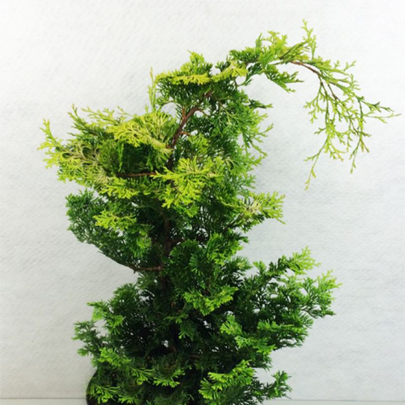 Chamaecyparis obtusa Aurea - Faux cyprès hinoki du Japon                      (Port)