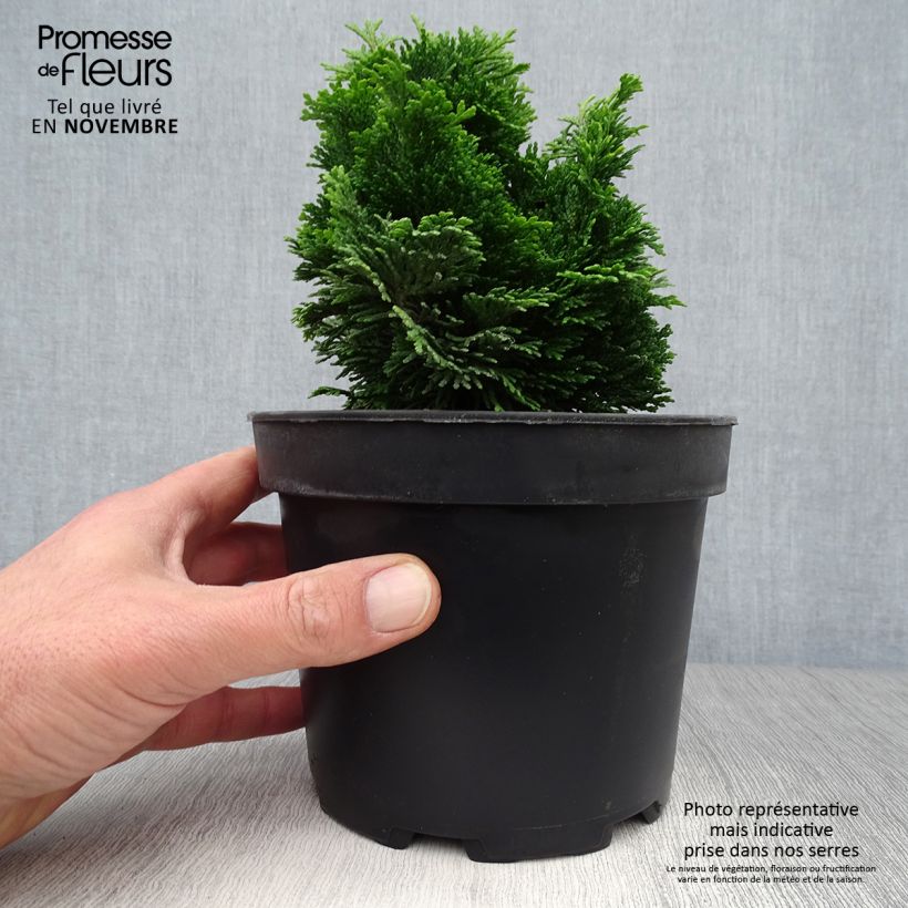 Spécimen de Chamaecyparis obtusa Aurora - Faux cyprès hinoki du Japon nain tel que livré en automne