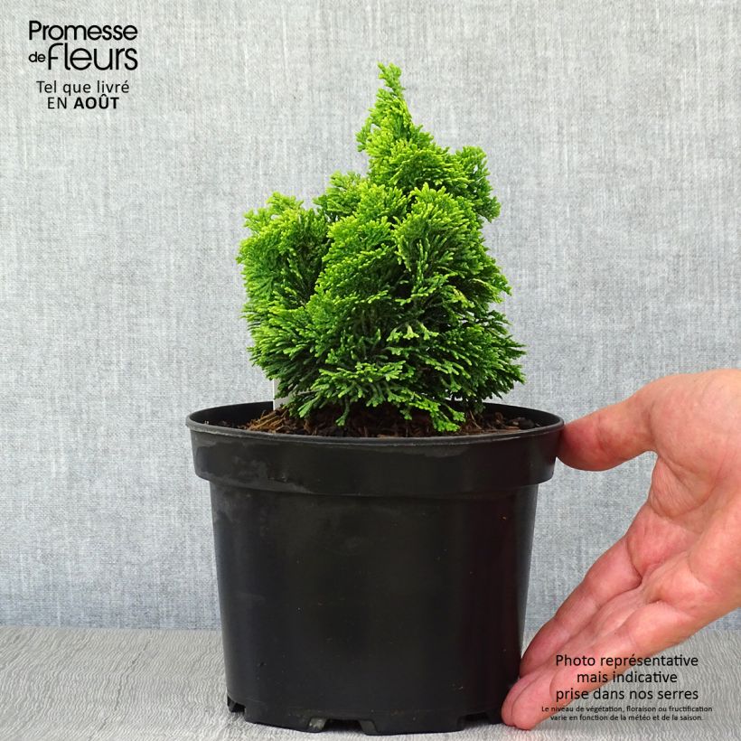 Spécimen de Chamaecyparis obtusa Aurora - Faux cyprès hinoki du Japon nain Pot de 2L/3L tel que livré en été