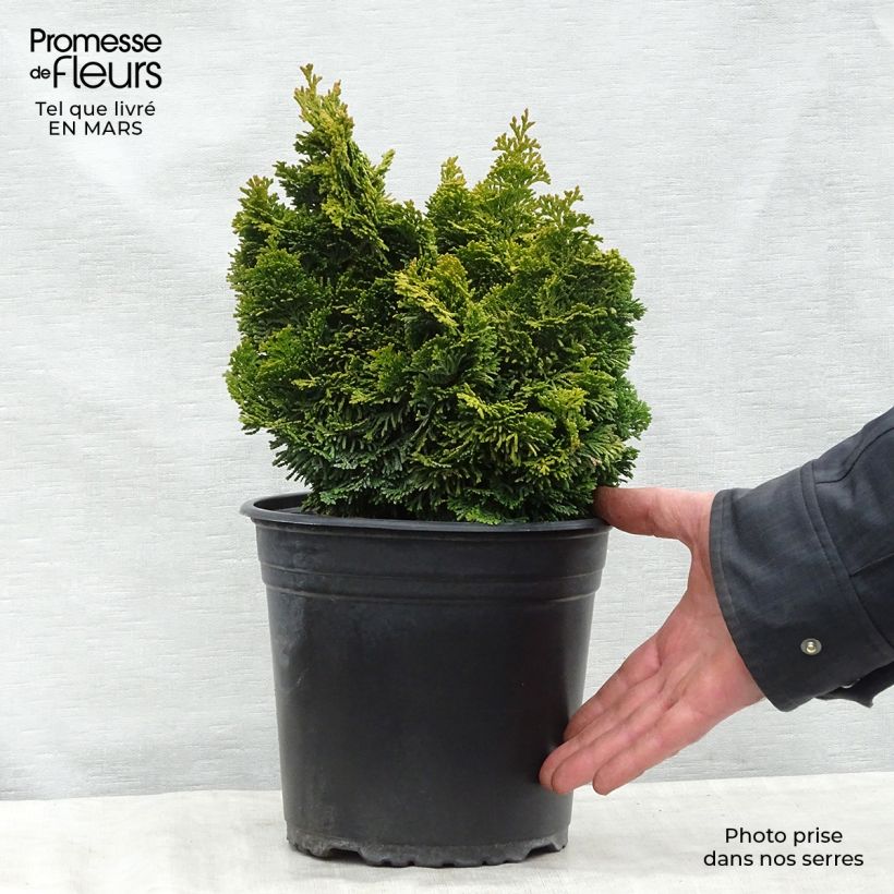 Spécimen de Chamaecyparis obtusa Aurora - Faux cyprès hinoki du Japon nain en pot de 4L/5L tel que livré au printemps