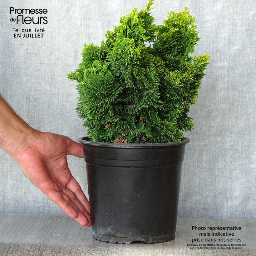 Spécimen de Chamaecyparis obtusa Aurora - Faux cyprès hinoki du Japon nain tel que livré en ete