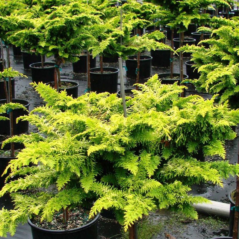 Cyprès hinoki du Japon - Chamaecyparis obtusa Fernspray Gold (Port)