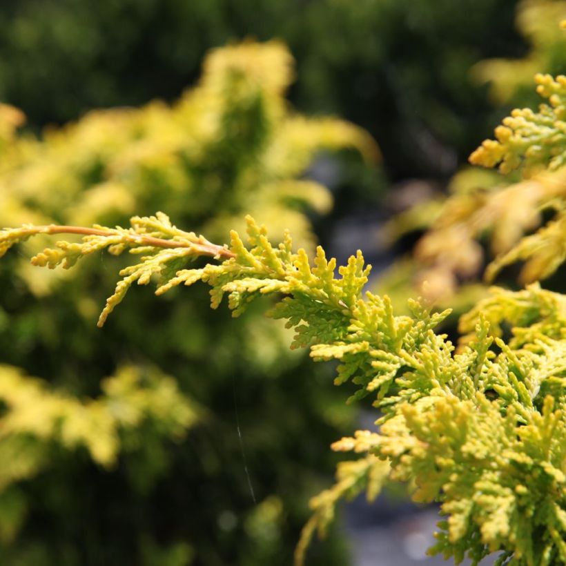 Cyprès hinoki du Japon - Chamaecyparis obtusa Fernspray Gold (Feuillage)