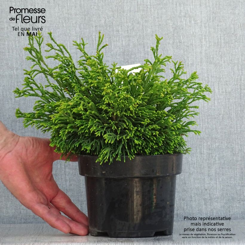 Spécimen de Chamaecyparis obtusa Gitte - Faux cyprès hinoki du Japon nain                     Pot de 2L/3LHauteur livrée env. 15/20cm tel que livré au printemps