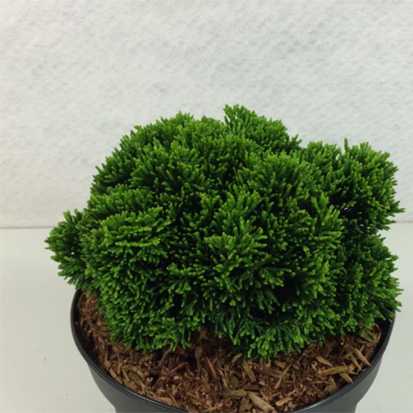 Faux cyprès du Japon - Chamaecyparis obtusa Juniperoides               (Port)