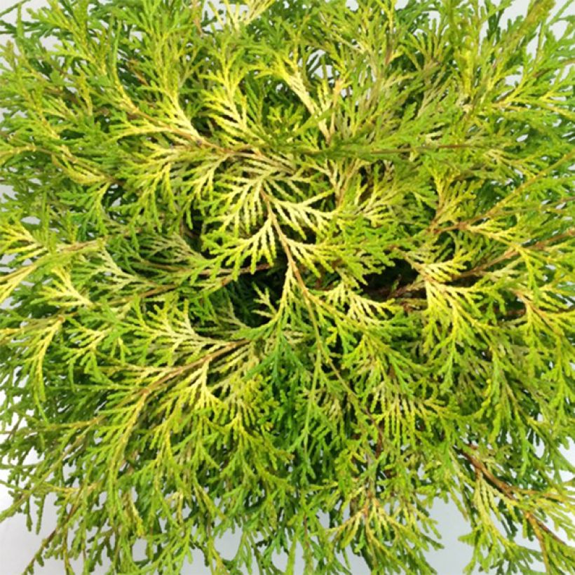 Chamaecyparis obtusa Kamarachiba - Faux cyprès hinoki du Japon                (Feuillage)