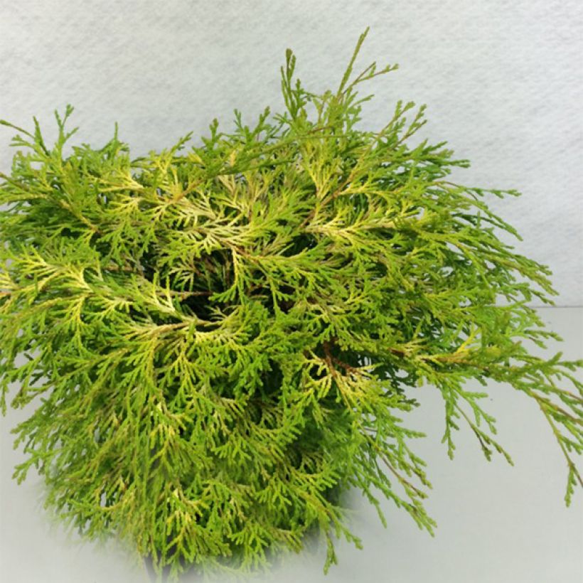 Chamaecyparis obtusa Kamarachiba - Faux cyprès hinoki du Japon                (Port)