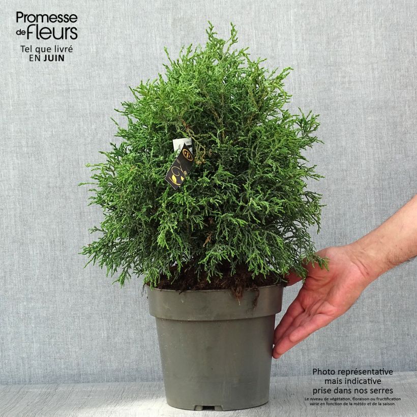 Spécimen de Chamaecyparis obtusa Lycopodioides - Faux cyprès hinoki du Japon - Pot de 4L/5L tel que livré au printemps