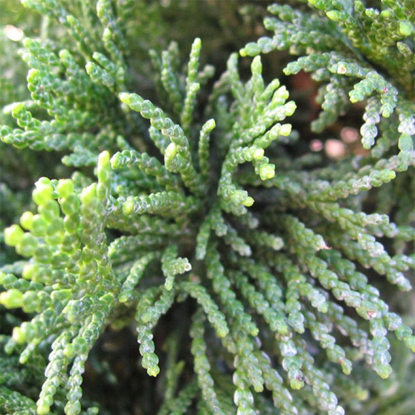 Chamaecyparis obtusa Nana Gracilis - Faux cyprès du Japon               (Feuillage)