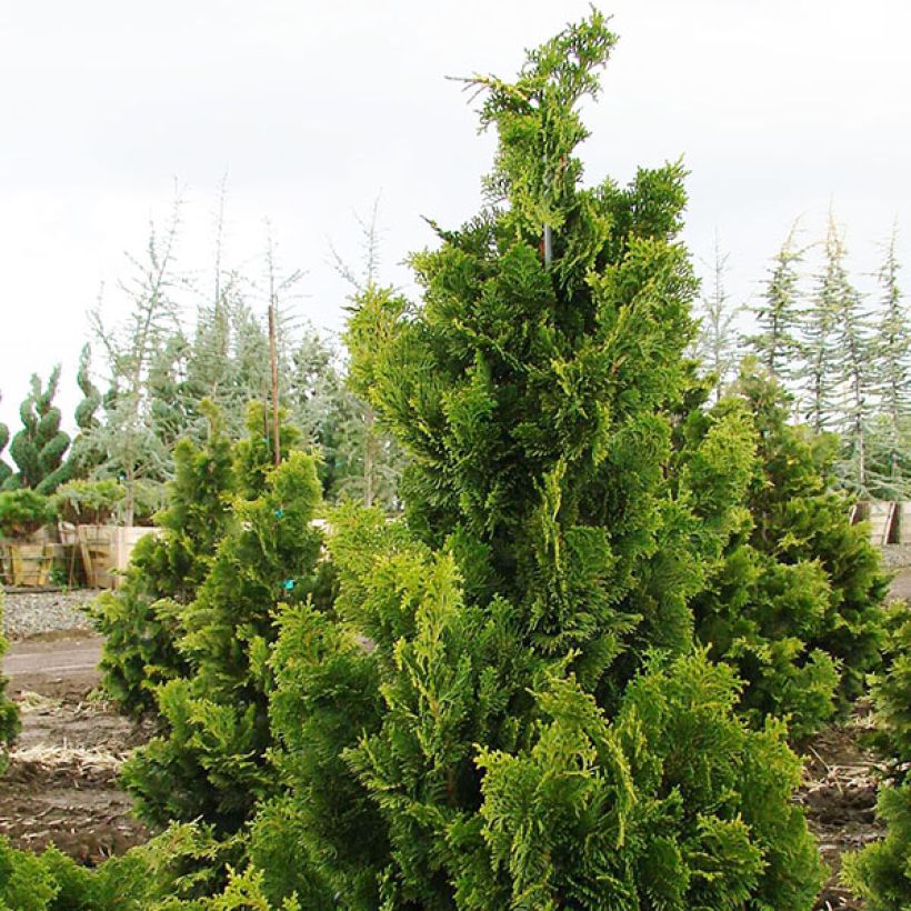 Chamaecyparis obtusa Nana Gracilis - Faux cyprès du Japon               (Port)