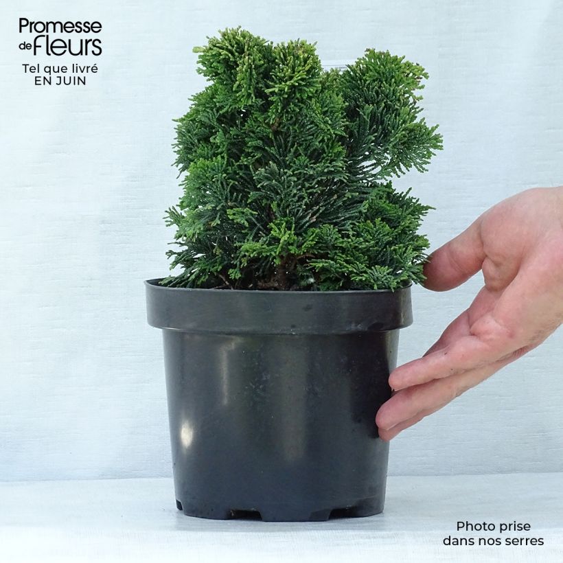 Spécimen de Chamaecyparis obtusa Nana Gracilis - Faux cyprès du Japon               Pot de 2L/3L tel que livré en été