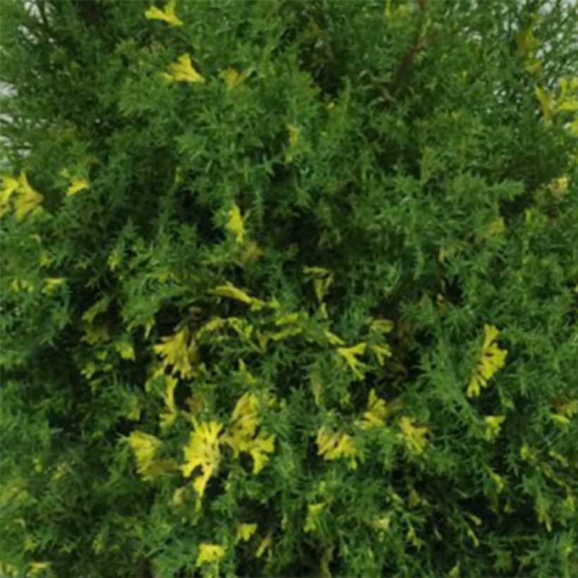 Faux cyprès du Japon - Chamaecyparis obtusa Saffron Spray -               (Feuillage)