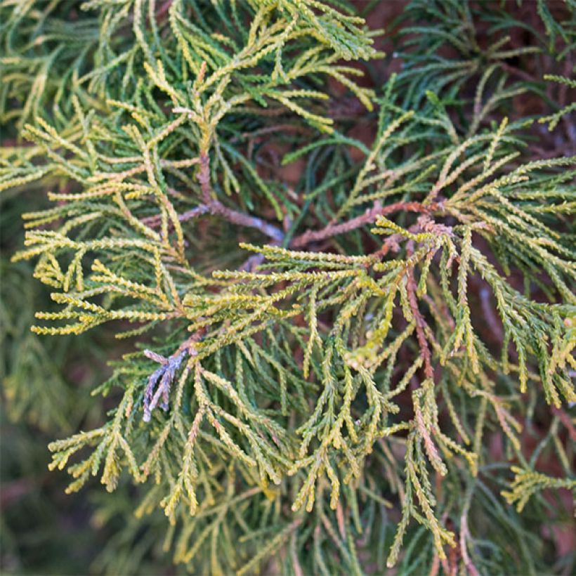 Faux cyprès du Japon - Chamaecyparis obtusa Tsatsumi Gold                (Feuillage)