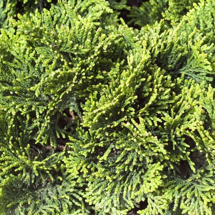 Cyprès hinoki du Japon - Chamaecyparis obtusa Contorta (Feuillage)