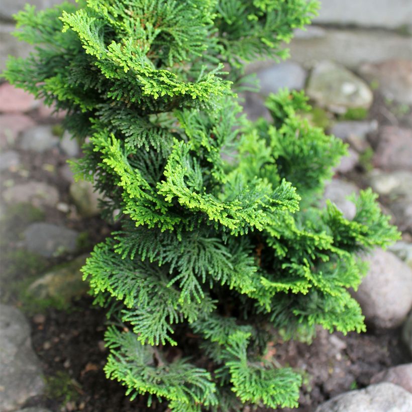 Cyprès hinoki du Japon - Chamaecyparis obtusa Contorta (Port)