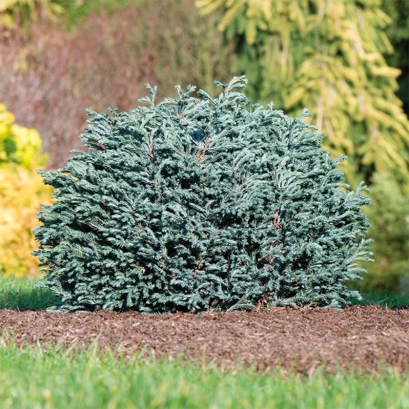 Chamaecyparis pisifera Blue Moon - Cyprès Sawara (Port)