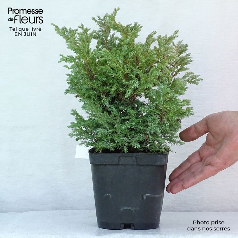Spécimen de Chamaecyparis pisifera Boulevard - Cyprès Sawara   Pot de 2L/3L tel que livré en été