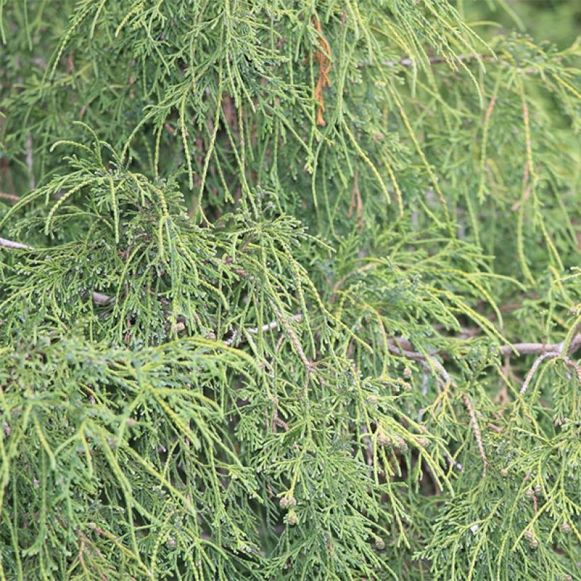 Cyprès Sawara - Chamaecyparis pisifera Filifera                 (Feuillage)