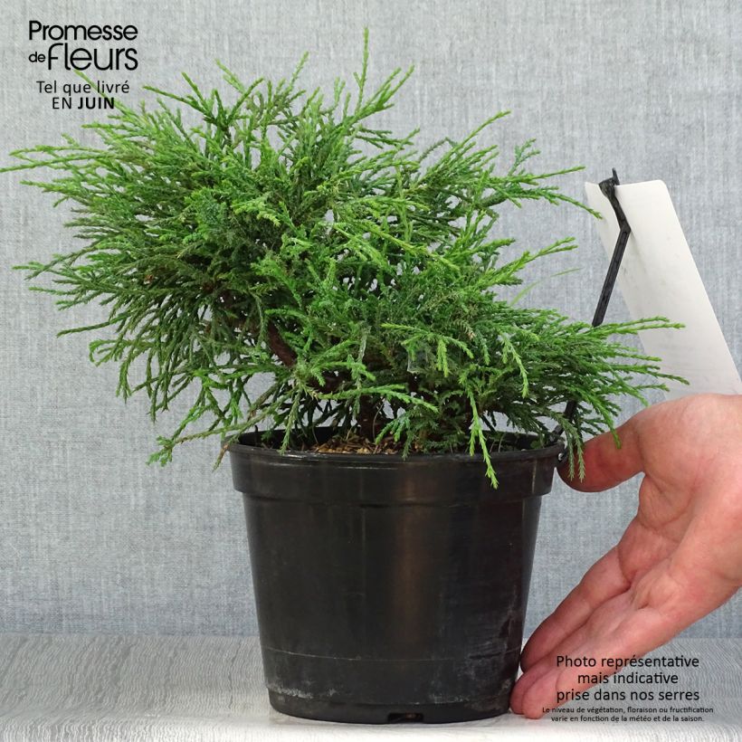 Spécimen de Chamaecyparis pisifera Filifera Nana - Cyprès Sawara             Pot de 2L/3L tel que livré en été