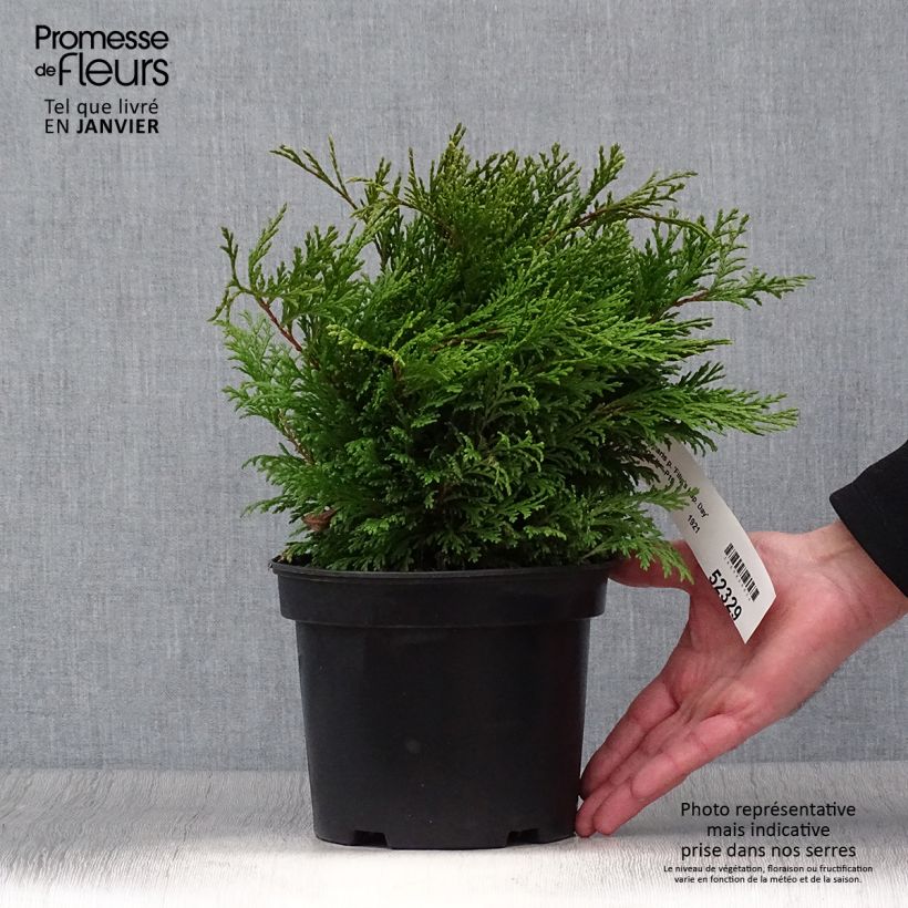 Spécimen de Chamaecyparis pisifera Filip's Happy Day - Cyprès Sawara         tel que livré en hiver