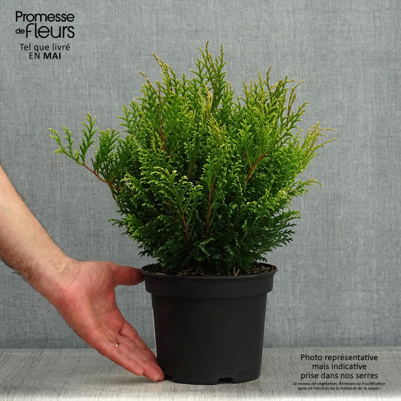 Spécimen de Chamaecyparis pisifera Filip's Happy Day - Cyprès Sawara         tel que livré au printemps