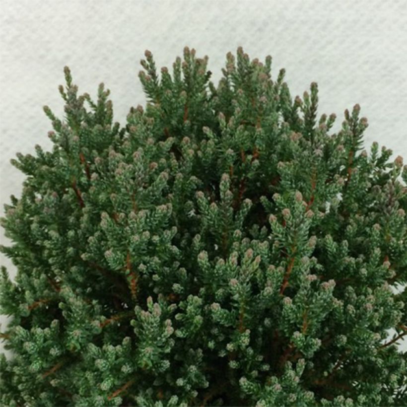 Chamaecyparis thyoides Blue Rock (Port)