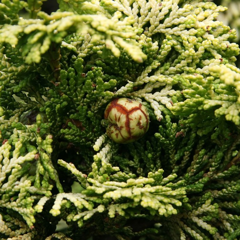 Cyprès hinoki du Japon - Chamaecyparis obtusa Nana Aurea (Récolte)