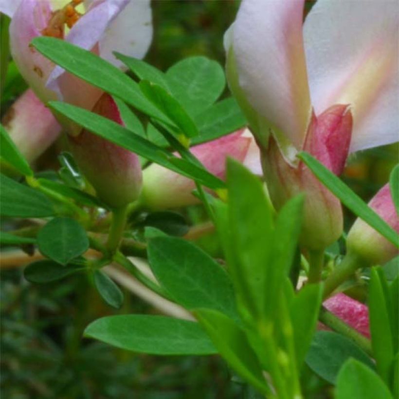 Chamaecytisus purpureus - Genêt pourpre (Feuillage)