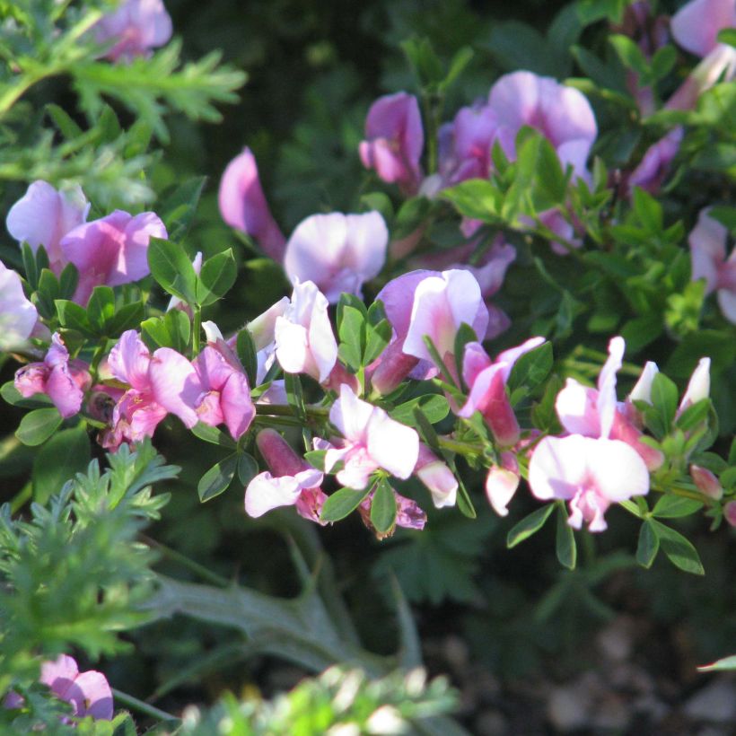 Chamaecytisus purpureus - Genêt pourpre (Floraison)