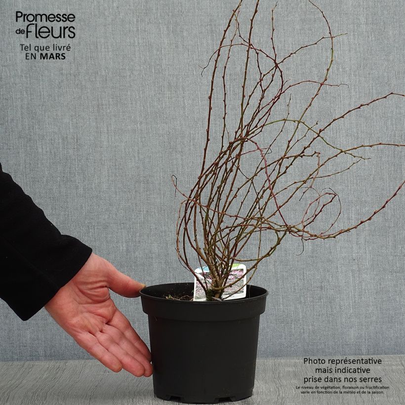 Spécimen de Chamaecytisus purpureus - Genêt pourpre Pot de 3L/4L tel que livré en hiver