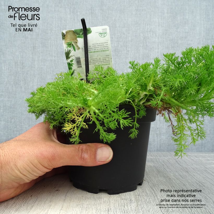 Spécimen de Chamaemelum nobile Flore Pleno pot de 1.5L/2L tel que livré au printemps