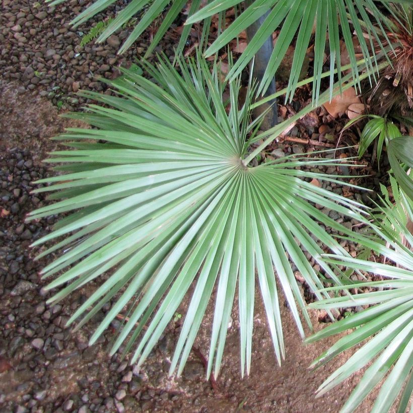 Chamaerops humilis - Palmier nain (Feuillage)