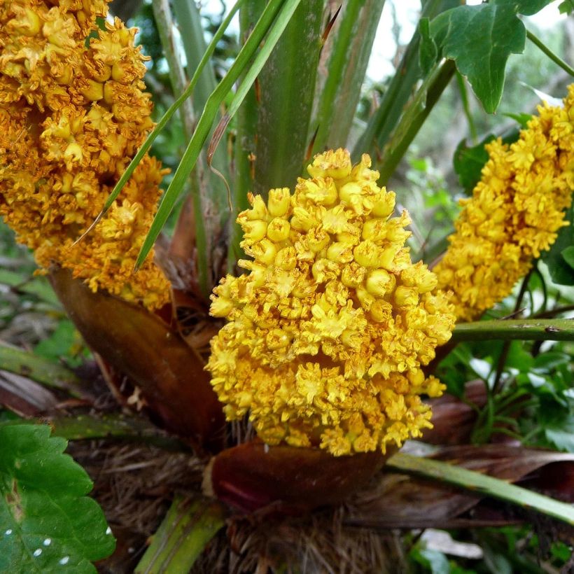 Chamaerops humilis - Palmier nain (Floraison)