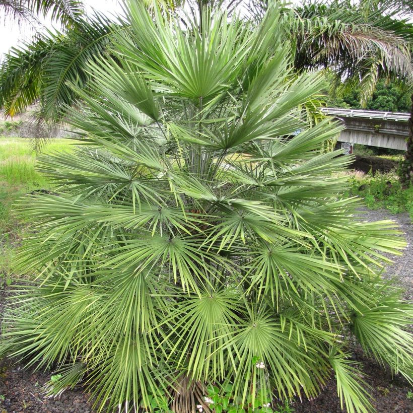 Chamaerops humilis - Palmier nain (Port)