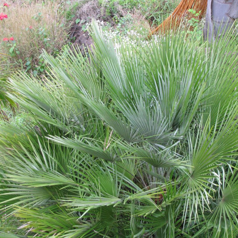 Chamaerops humilis Compacta - Palmier nain (Feuillage)