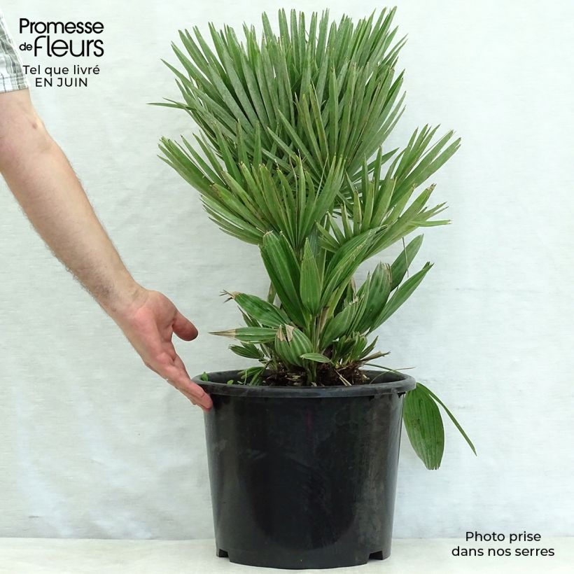 Spécimen de Chamaerops humilis Compacta - Palmier nain Pot de 6L/7L tel que livré en été