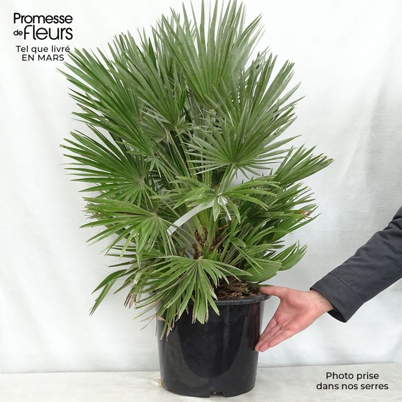 Spécimen de Chamaerops humilis Compacta - Palmier nain tel que livré au printemps