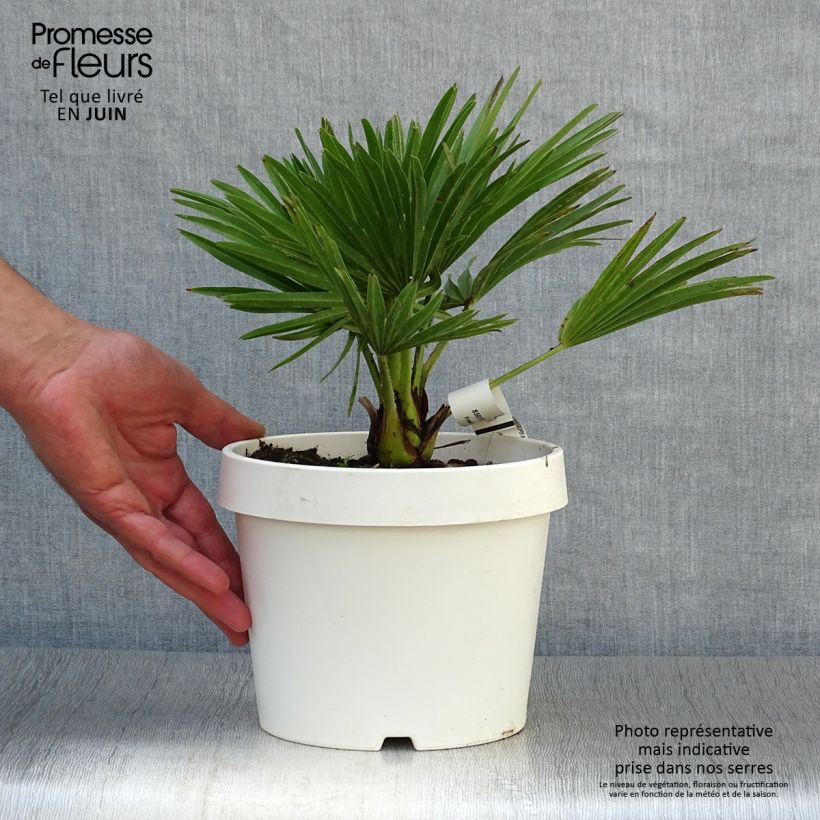 Spécimen de Chamaerops humilis Compacta - Palmier nain Pot de 2L/3L tel que livré en été