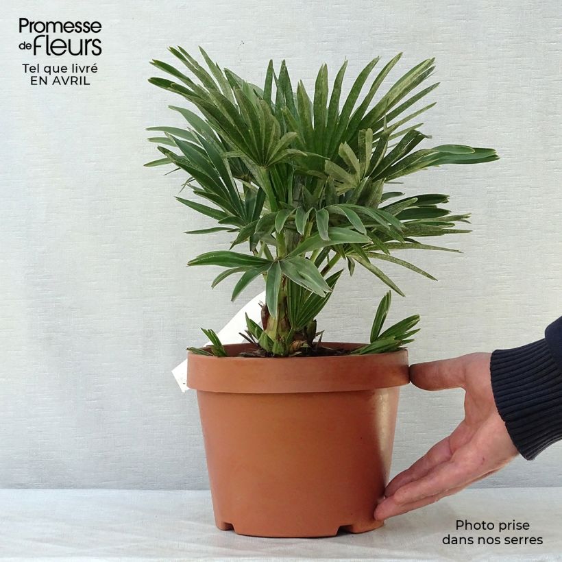 Spécimen de Chamaerops humilis Compacta - Palmier nain pot de 3L tel que livré au printemps