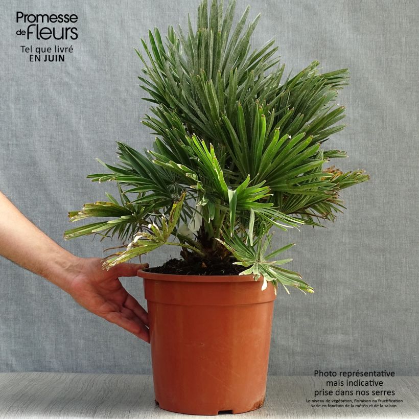 Spécimen de Chamaerops humilis Compacta - Palmier nain Pot de 4L/5L tel que livré en été