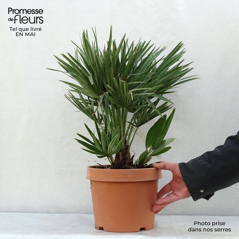 Spécimen de Chamaerops humilis Compacta - Palmier nain tel que livré au printemps