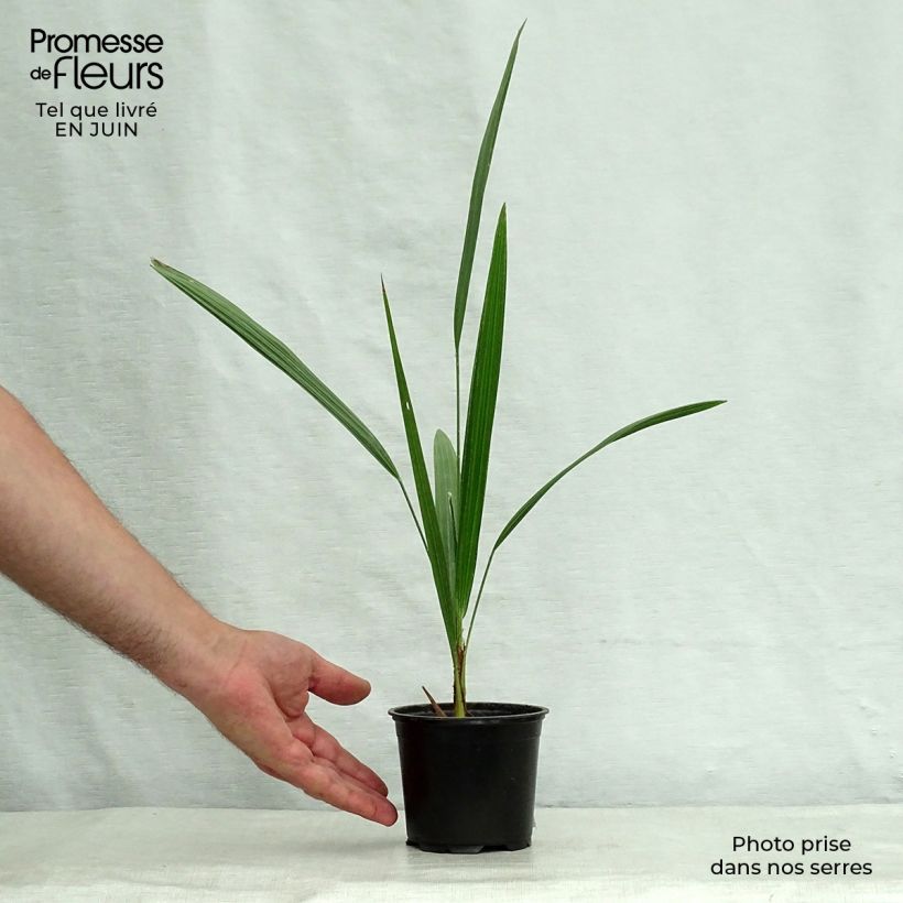 Spécimen de Chamaerops humilis - Palmier nain Pot de 12 cm / 13 cm tel que livré en été