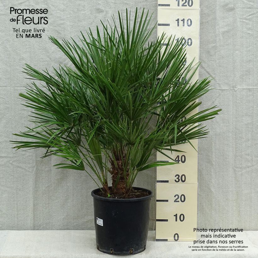 Spécimen de Chamaerops humilis - Palmier nain pot de 12/15L tel que livré au printemps