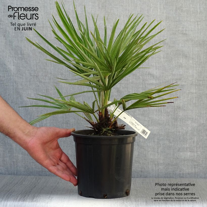 Spécimen de Chamaerops humilis - Palmier nain Pot de 2L/3L tel que livré en été