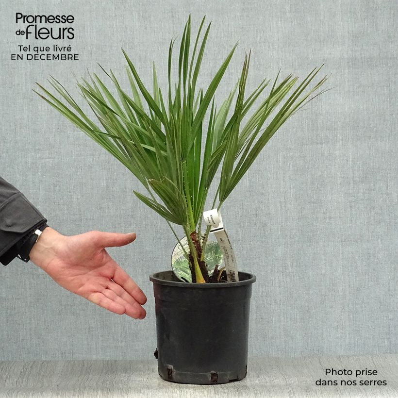 Spécimen de Chamaerops humilis - Palmier nain tel que livré en hiver